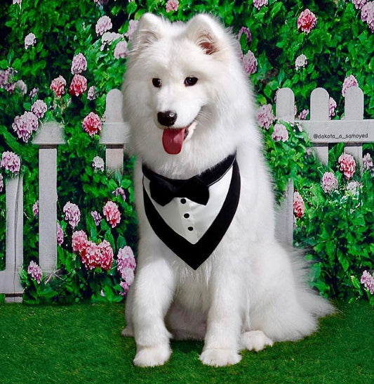Your Pet should be included in Your Wedding