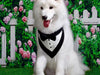 Your Pet should be included in Your Wedding
