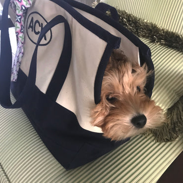 Walking Bags & Carriers