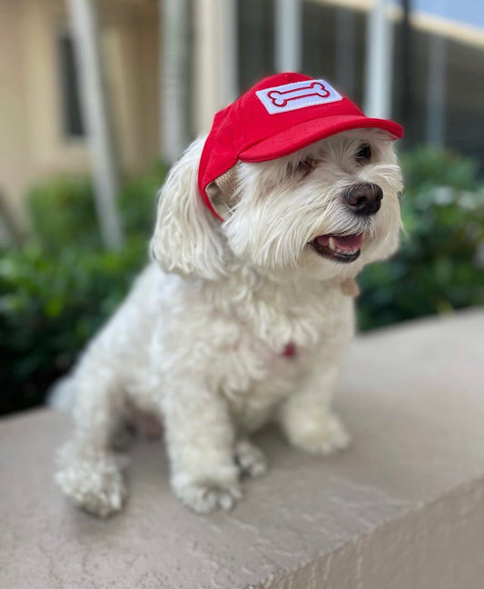 Dog  Baseball Hat, Red Bone