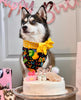 Happy Birthday, Yellow