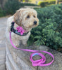 Pink Gingham Collar