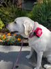 Hot Pink & Light Pink Felt