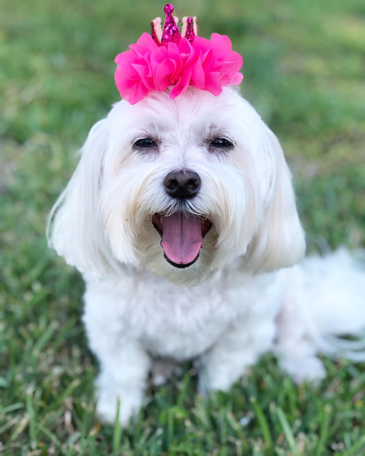 Hot Pink Crown