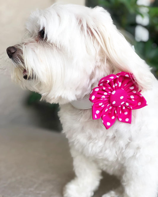 Hot Pink Polka Dot