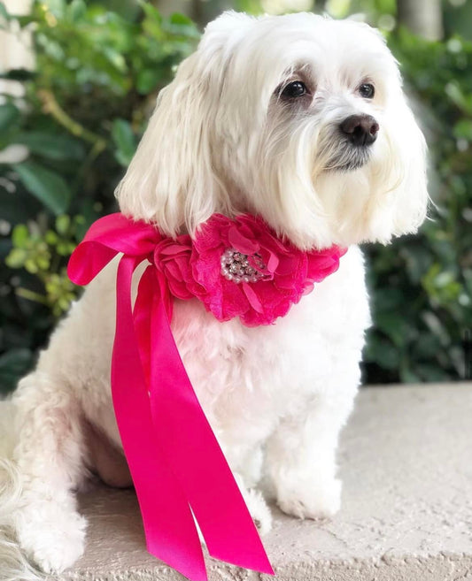 Hot Pink Wedding Collar