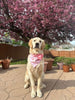 Cherry Blossoms