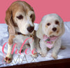 Chloe & Max Gift Card
